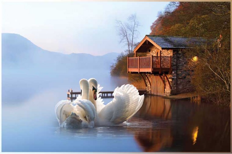 Swan painting on canvas a pair of swans are a symbol of love