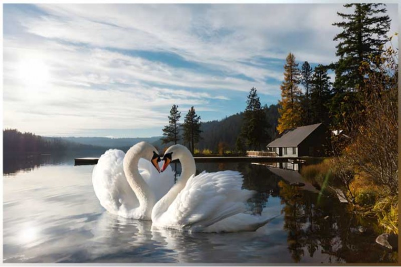 swan painting vastu| a pair of swans are a symbol of love