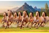 001 Feng shui eight horses vastu painting big size canvas L